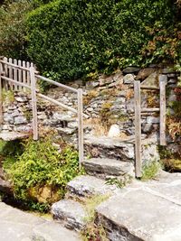 Plants growing by stone wall