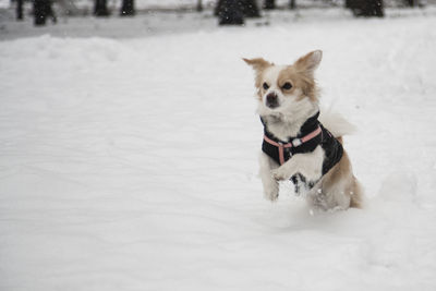 Dog sitting on snow covered land