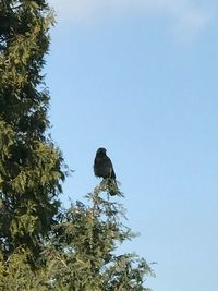 Low angle view of bird perching on a tree