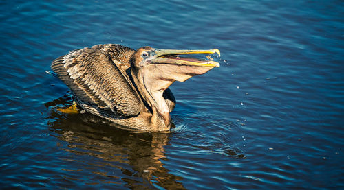 High angle view of bird swimming in lake