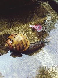 Close-up of snail