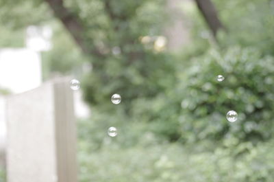 Close-up of water drops on leaf