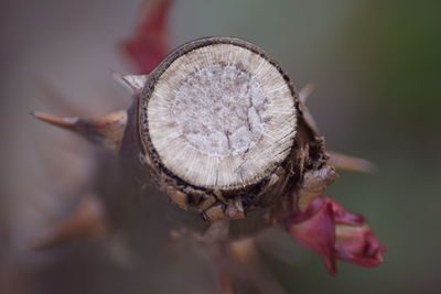 Close-up of shell on flower