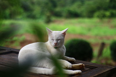 Cat sitting on table