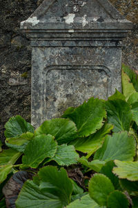 Close-up of plants growing on stone wall