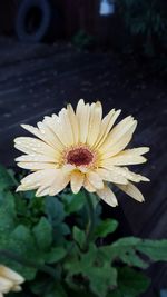 Close-up of flowers blooming