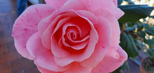 Close-up of pink rose