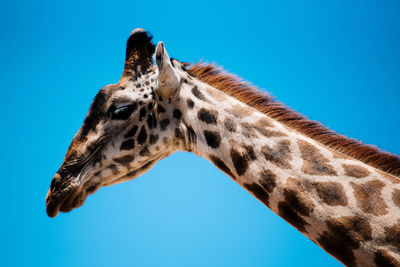 Low angle view of giraffe