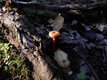 High angle view of mushroom growing on tree trunk