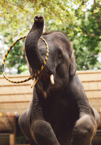 Close-up of a elephant 