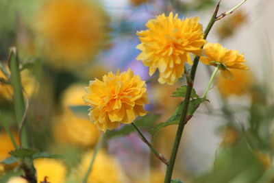 Close-up of yellow flowering plant