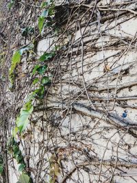 High angle view of ivy on tree