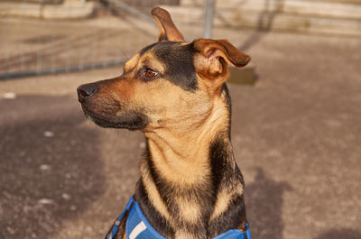 Close-up of dog