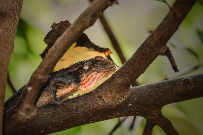 Close-up of lizard on tree