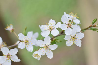 Close-up of white flowers