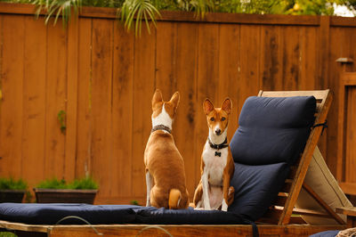 Dogs sitting outdoors