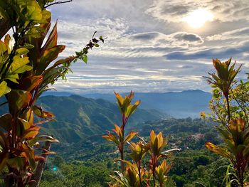 Plants and mountains against sky