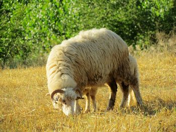 Sheep grazing in a field