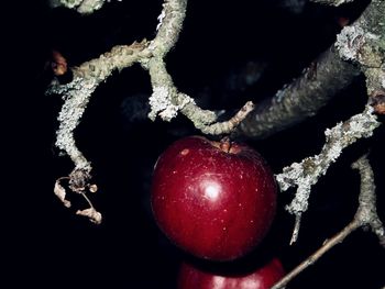 Close-up of red berries