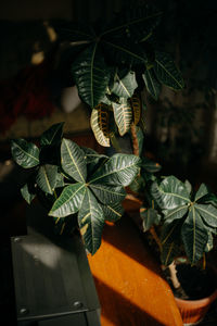 High angle view of potted plant on table