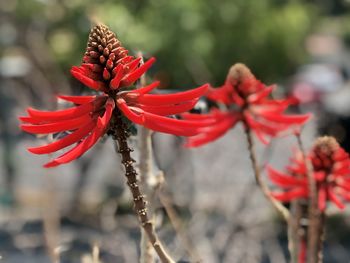 Close-up of red flowering plant