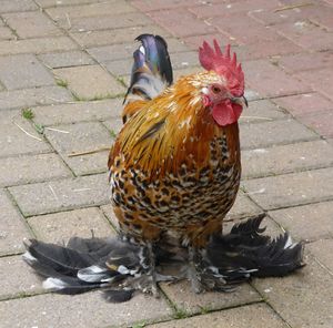 Close-up of rooster