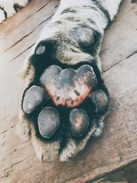 High angle view of dog sleeping