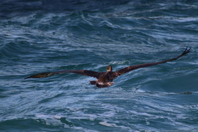 View of birds swimming in sea