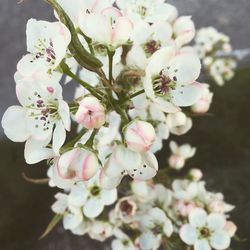 Close-up of white flowers blooming in park
