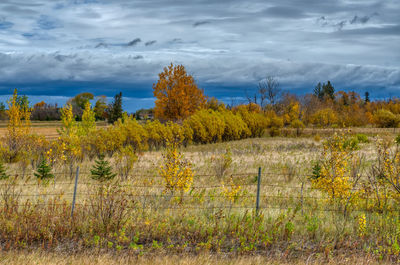 Plants growing on field against sky during autumn