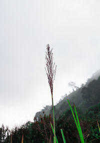 Close-up of stalks in field against clear sky