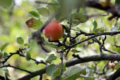 Close-up of apple on tree