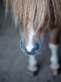 Close-up of a horse drinking