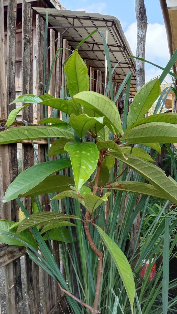 CLOSE-UP OF A PLANT