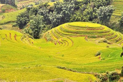 Scenic view of  rice terraces