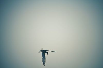 Low angle view of bird flying against clear sky