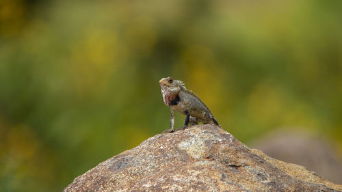 Oriental forest lizard