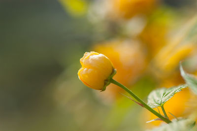 Close-up of yellow flower blooming outdoors