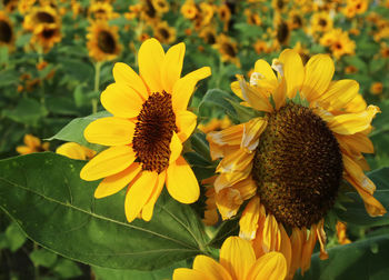 Close-up of sunflower