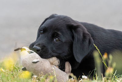 Cute portrait of an 8 week old black labrador puppy playing with a cuddly toy