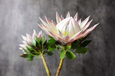 Close-up of pink water lily