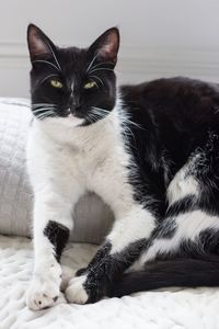 Portrait of cat sitting on bed at home