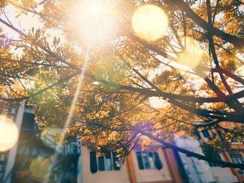 Low angle view of sunlight streaming through tree