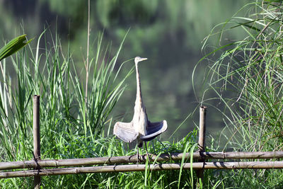 Bird perching on a field