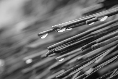 Close-up of raindrops on plant