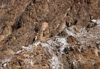 High angle view of a rock