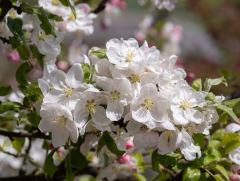 Close-up of white cherry blossoms in spring