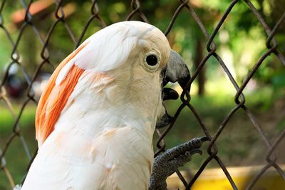 Close-up of a bird in the aviary.