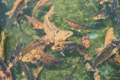 High angle view of fishes swimming in sea