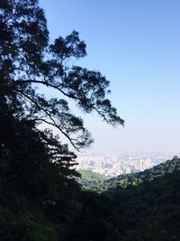 Trees in city against clear sky